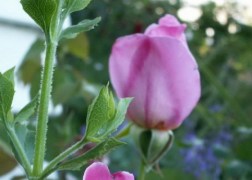 Teahibrid rózsa / Eifel Tower